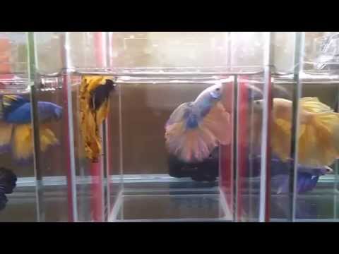 Video cá đá đủ màu sắc đẹp nhất thế giới thiên đường cá cảnh - youtube