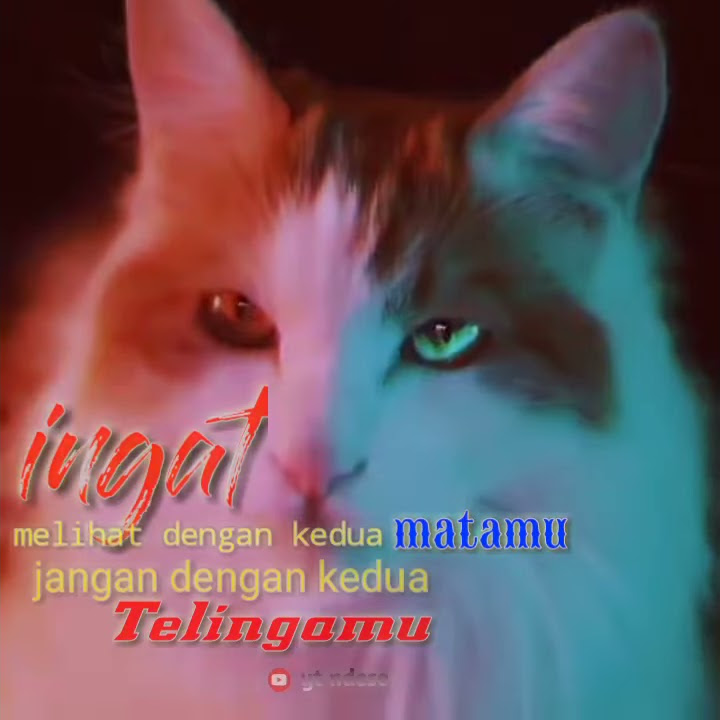viral story wa kucing keren sangar v2. ingat
