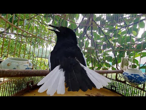 Video chích chòe than hót đấu gọi bổi cực hay | chích chòe... - youtube