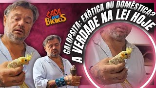 NASCE UM RECINTO DE AVES DOMÉSTICAS: 50 PERIQUITOS E 30 CALOPSITAS CHEGANDO! 🦜✨