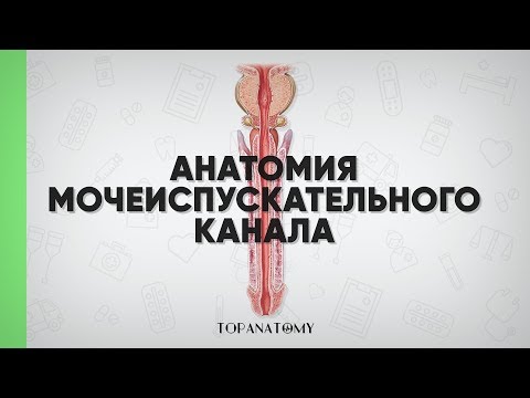 Анатомия мочеиспускательного канала (мужского и женского)