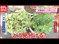 【山菜】よく似た“有毒植物”との見分け方