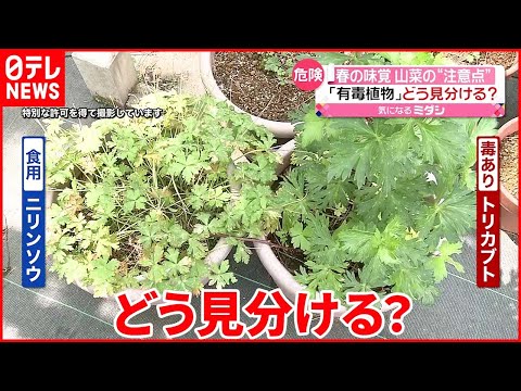 沼沢キンセンカにそっくりな5種の危険植物…見分け方と安全な育て方