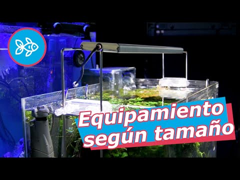 Video: ¿Cómo elegir el equipo del acuario?