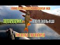 ЛОВЛЯ КРАСНОПЕРКИ НА ПОПЛА ПОППЕР. КУКУРУЗА ИЛИ ОПАРЫШ ???