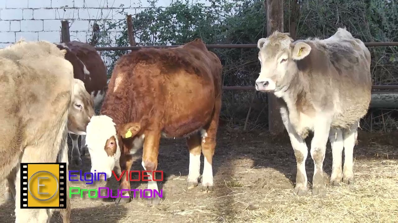 Xarici Cins Duyeler Satilir TEL: 050 754-09-96 Ülvü Müəllim