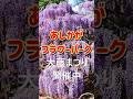 大藤まつり2026開催中【あしかがフラワーパーク】紫やピンクのカーテンが美しすぎる癒やしの世界