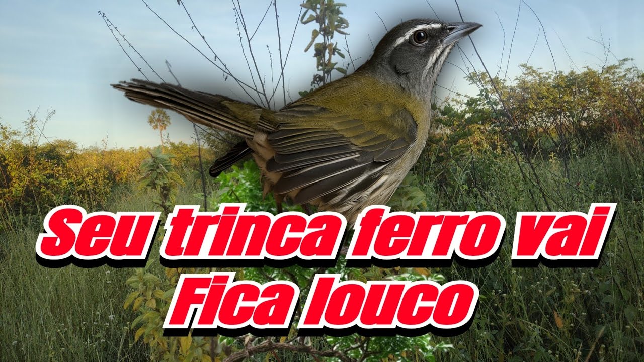 Fêmea de trinca ferro macheando e pedindo gala
