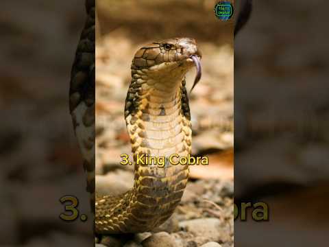 Top 10 most dangerous reptiles in the world #viral #top10 #shorts #trending dangerous #reptiles