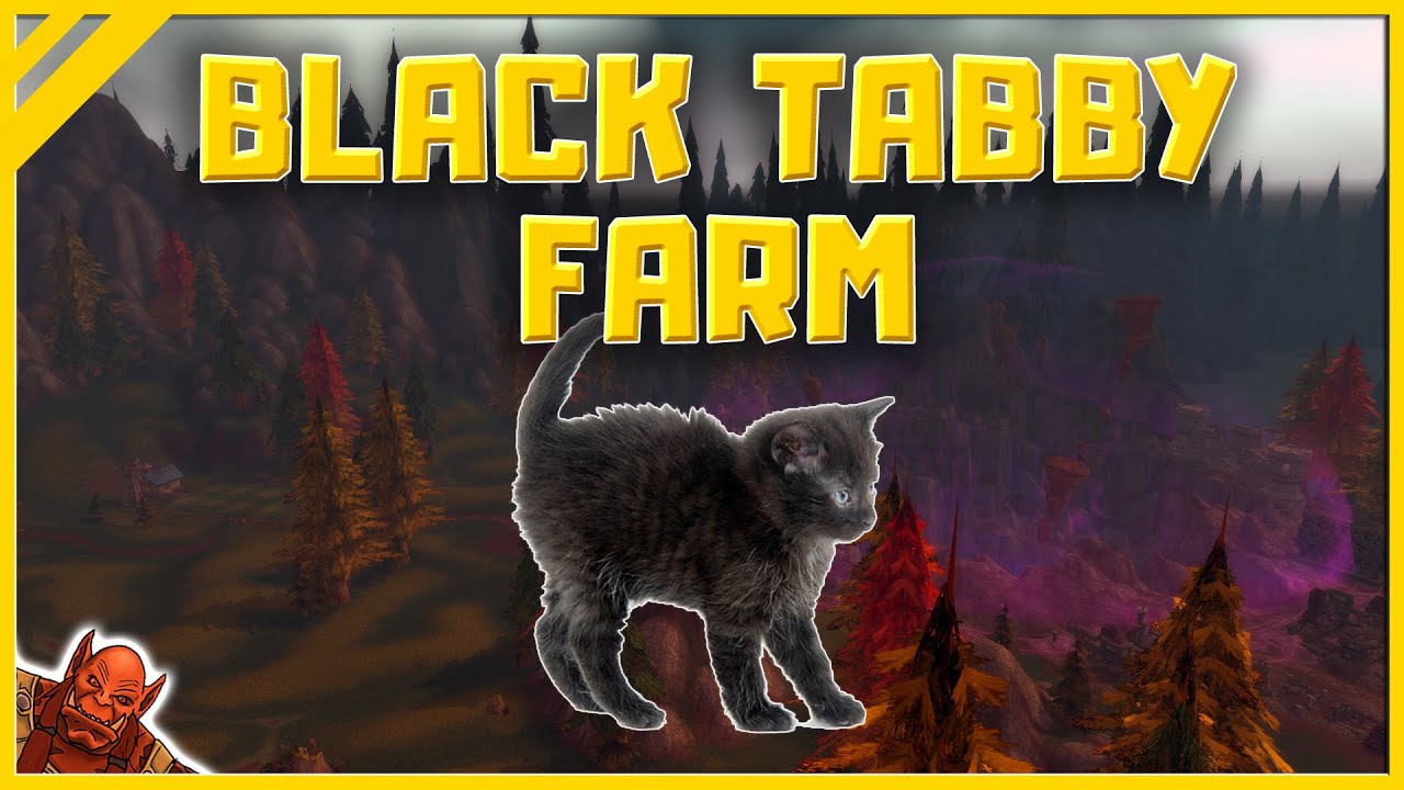 47+ Black tabby cat farm alliance cat pics, cats, cute cats