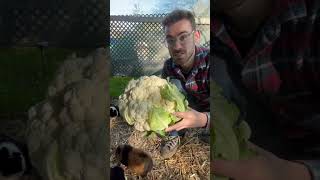 Timelapse of my guinea pigs eating this huge cabbage Timelapse of my guinea pigs eating this huge cabbage