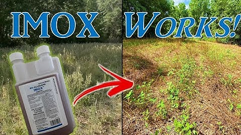 Spraying IMOX on a Clover Food Plot | Before and After IT WORKED