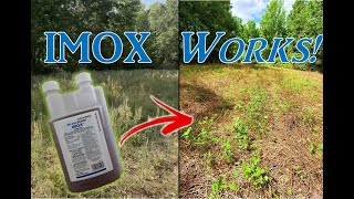 Spraying IMOX on a Clover Food Plot | Before and After IT WORKED