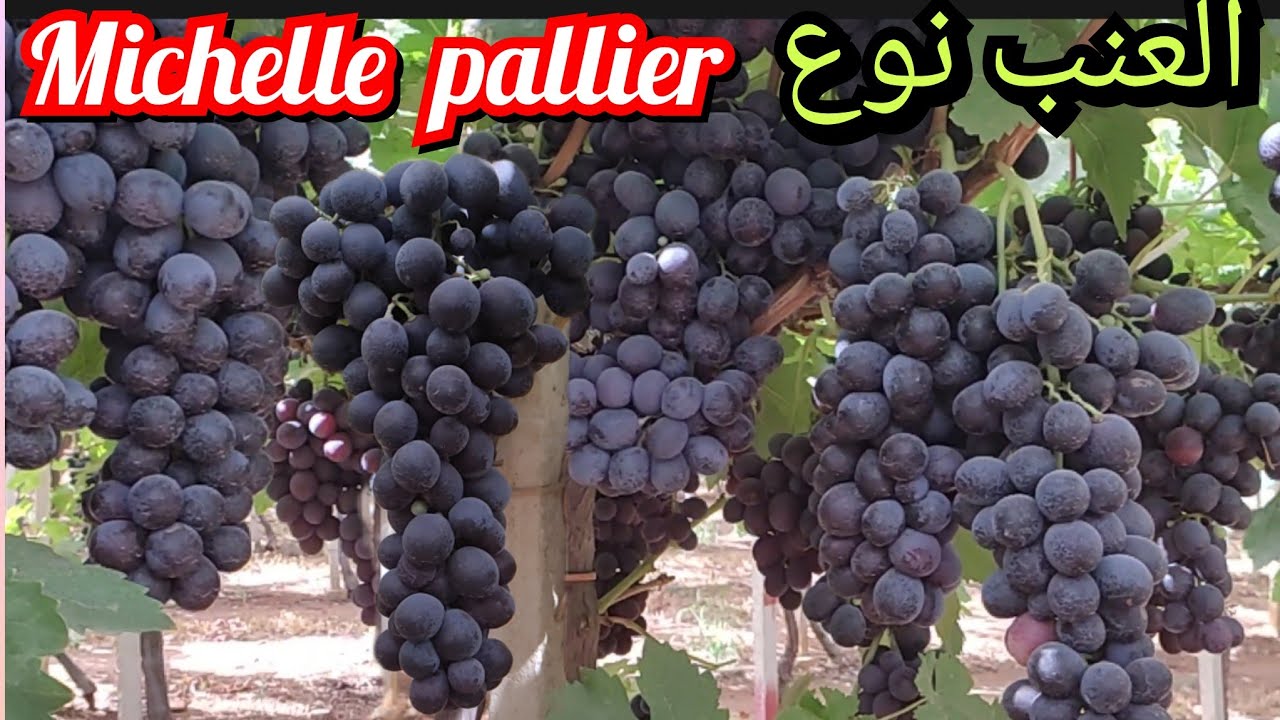 العنب الاسود نوع Michel pallier أحسن أنواع العنب ضواحي مدينة مكناس