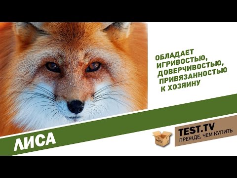 TEST.TV: Как приручить ЛИСУ?