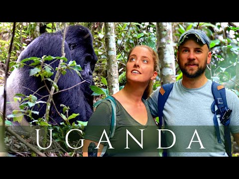 Video: Bwindi Impenetrable National Park: Den komplette guide