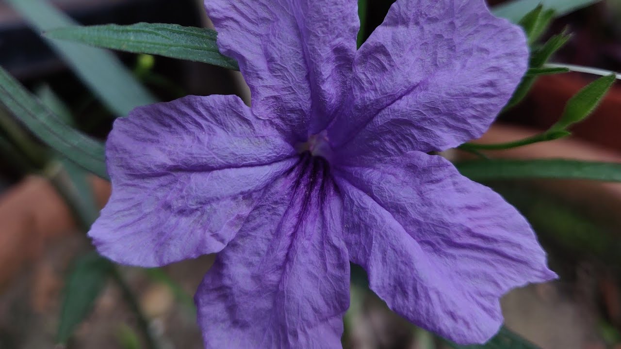 Growth and care of Mexican Petunia/ Ruellia simplex YouTube