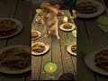 Carnal como anima la fiesta #gatitos #fiesta #mexico