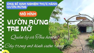Quản lý và Thu hoạch Cây trong mô hình vườn rừng Tre Mỡ