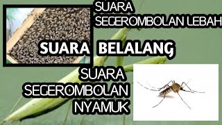 BACKSOUN SUARA LEBAH/SUARA NYAMUK /SUARA BELALANG