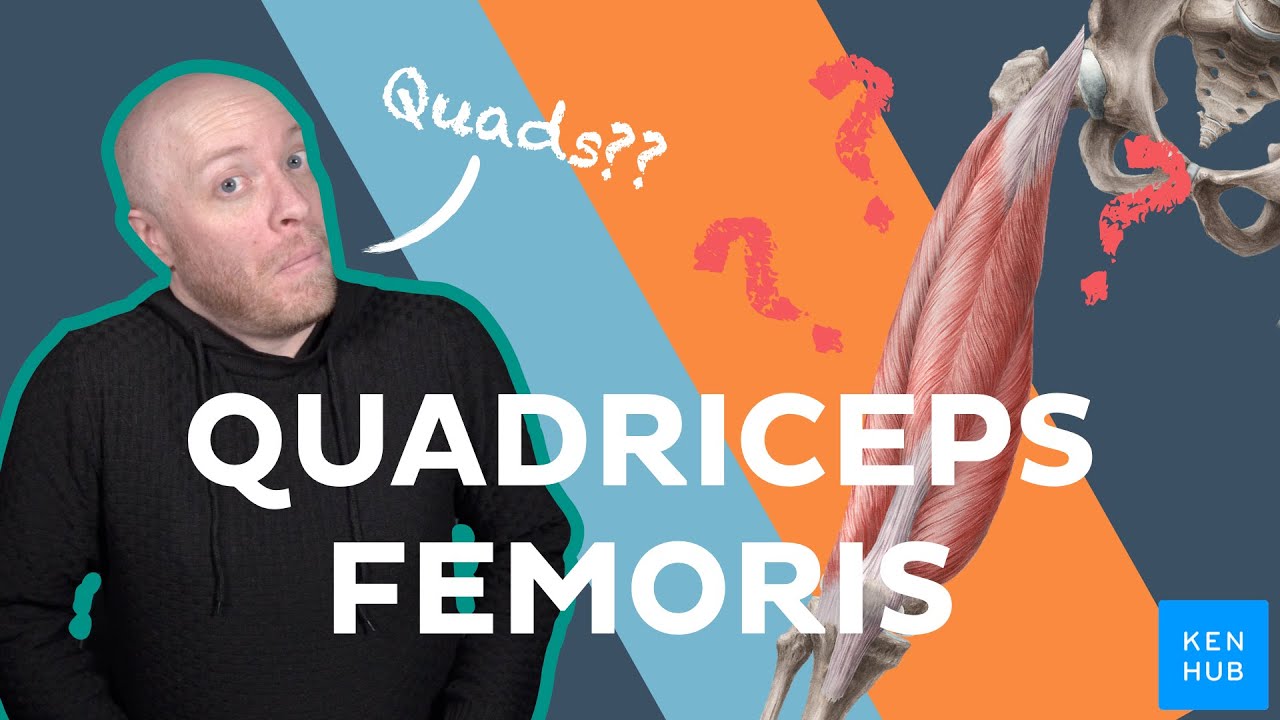 Anatomy of the quadriceps femoris muscle | Kenhub