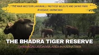 Top Tiger Reserves for Tiger Sighting in India #forest #nature #bhadra#safari 
