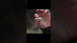 Один из лучших стримовых воблеров ito craft emishi minnow 50s