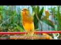 Accoppiamento Canarini con il Canto Perfetto della Natura 8