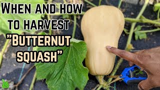 Butternut squash : When and how to harvest butternut squash | BEST TIPS & Tricks |
