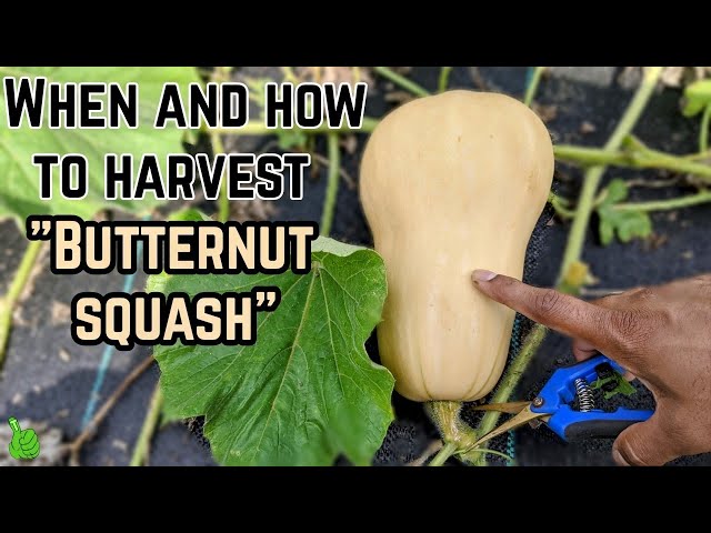 When To Harvest Butternut Squash How To Grow Butternut Squash