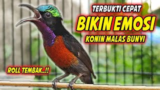 SUARA BURUNG KOLIBRI NINJA GACOR FULL ISIAN ROLL TEMBAK INI, 98% COCOK BUAT PANCINGAN KONIN BAHAN