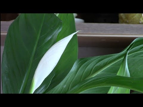 Βίντεο: Πώς να κάνετε το Spathiphyllum να ανθίσει