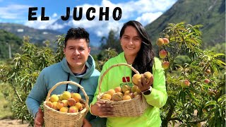 Cosechando frutas  para EL JUCHO   Ecuador