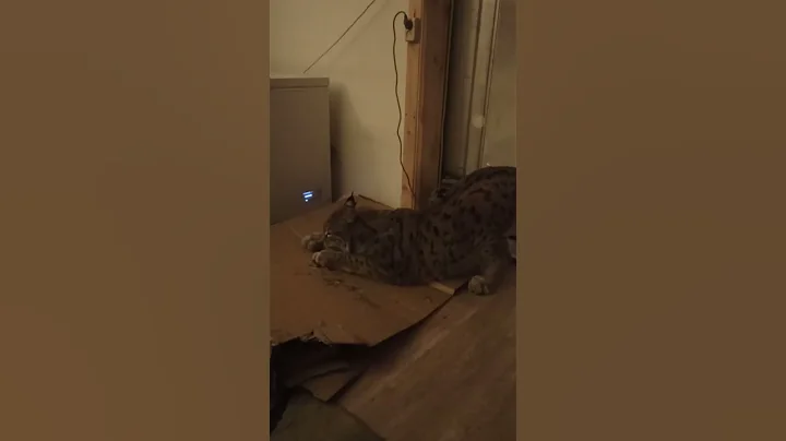 Video 2319711: lynx cat, funny lynx, cats catlover funny