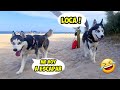 Mi Husky siberiano🐶 se escapa😱 en la playa🏖 y...🤣 / Vídeos de perros