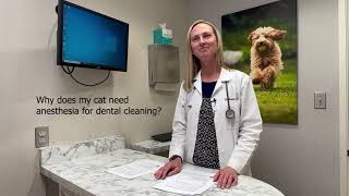 What Happens During A Cat Dentistry Appointment? by The Drake Center for Veterinary Care 116 views 1 year ago 3 minutes, 11 seconds