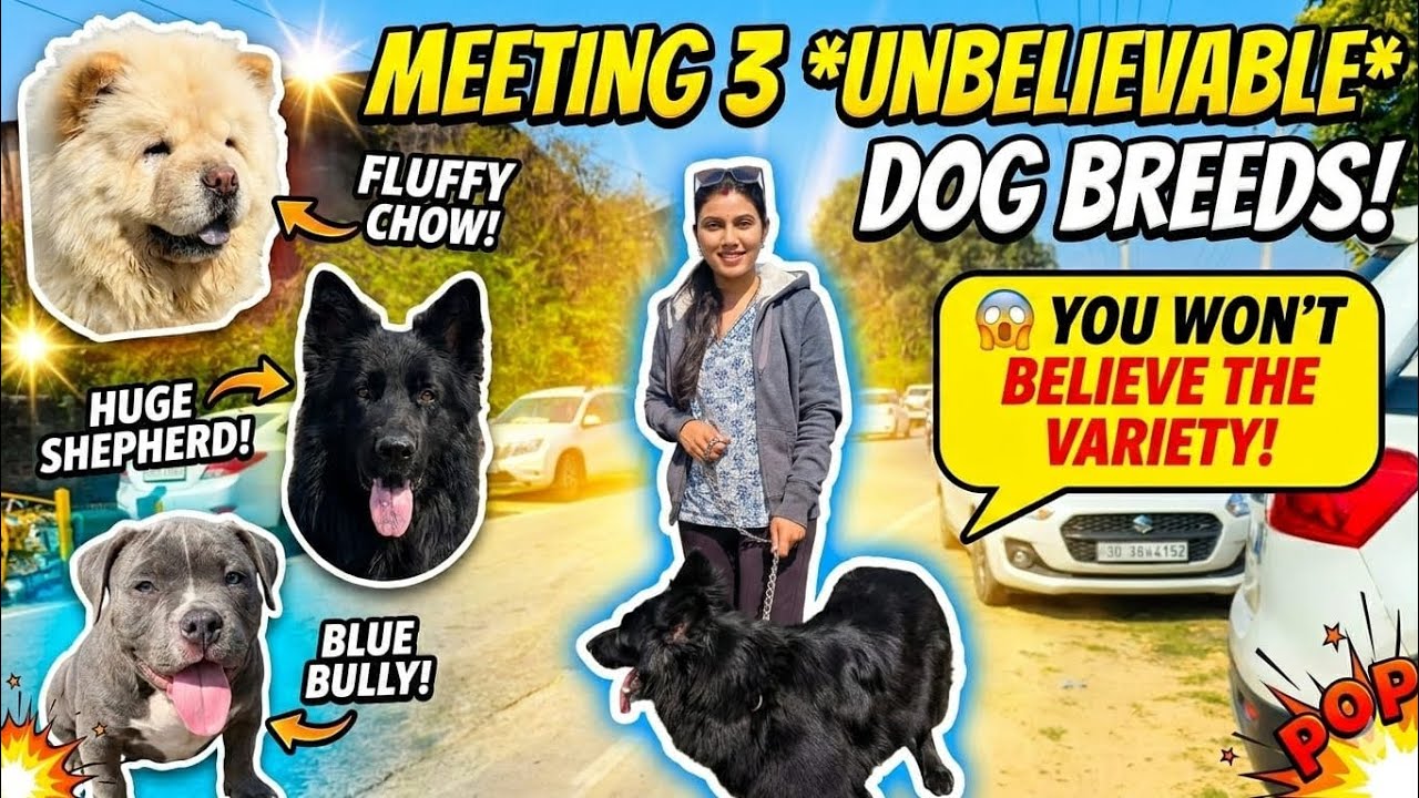 Patiala Dog Show || Nabha GSD Special Dog Show || Cheap Price || Life Time Guarantee 