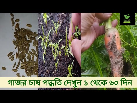 ভিডিও: গাজর চাষের নিয়ম