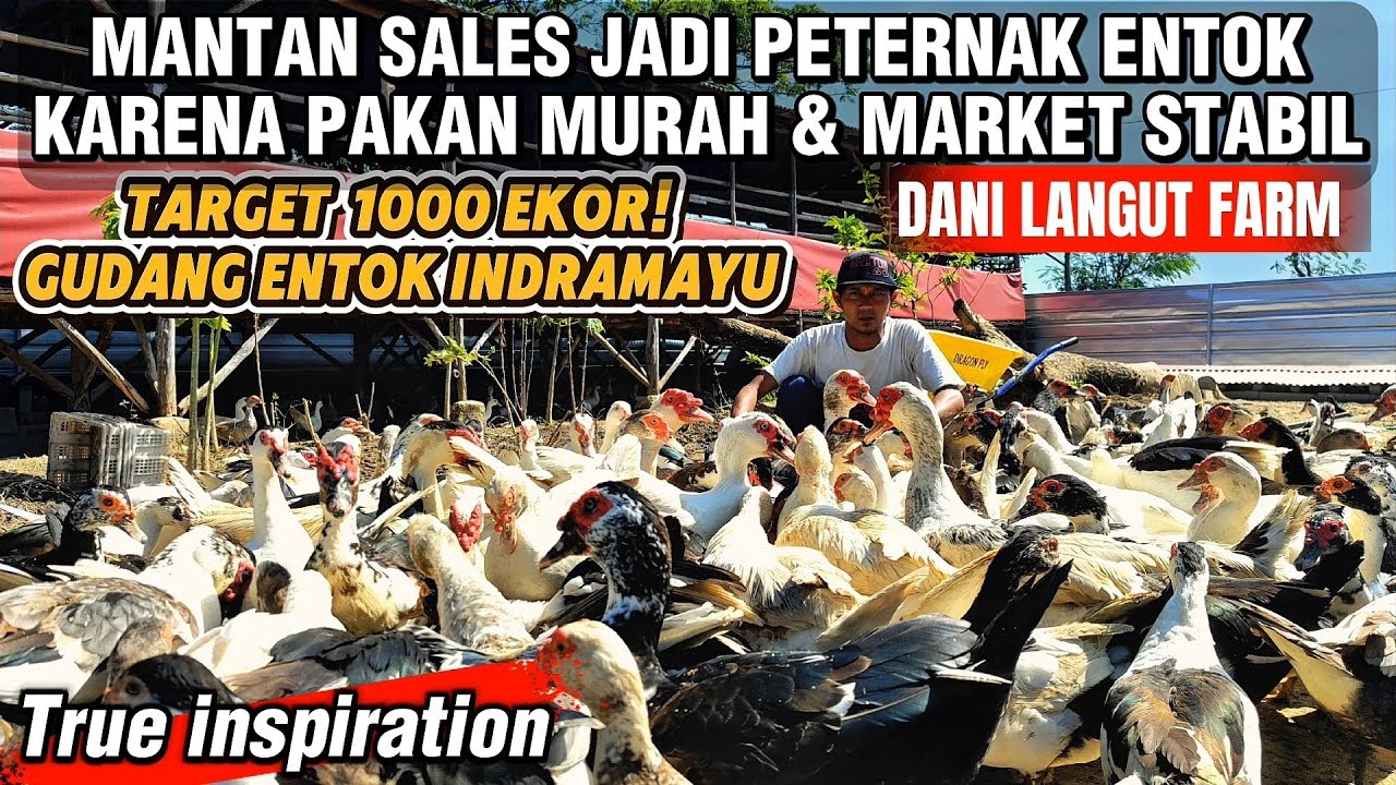 300 EKOR ENTOK ANDALKAN ECENG GONDOK GUDANG ENTOK INDRAMAYU