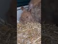 Rabbit🐰#rabbit #bunny #bunnies #rabbitlife #cute #rabbitlove #pet #bunnylife #love #pets #animals