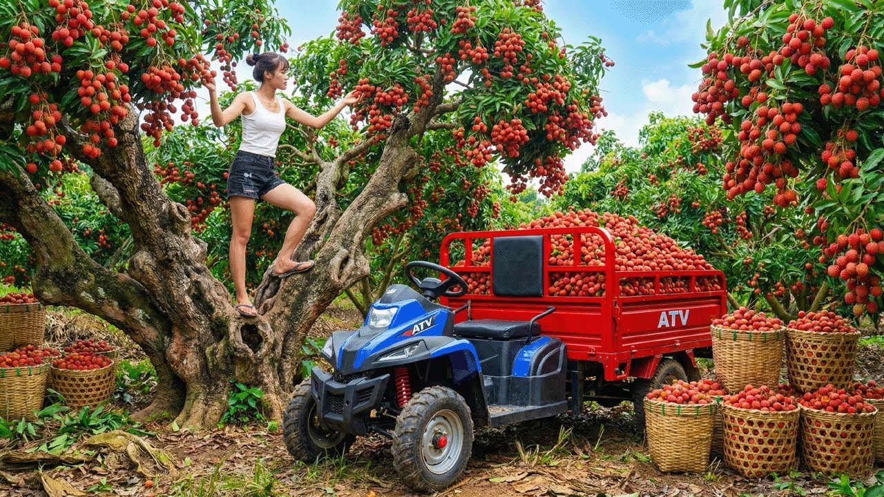 Using A Four Wheel Truck To Harvest 100kg Of Bignay Fruit And Bring It To The Market For Sale