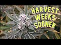 Harvest 2 weeks faster with shorter flowering times  day 44  kelp foliar side by side