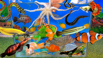 Tổng hợp video cá cảnh đẹp, động vật dễ thương, bạch tuộc cute, cá rồng titan, cá hổ, cá rô phi