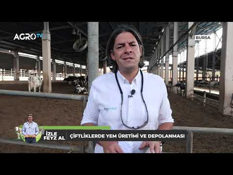 Video: Tatlı Mısırda Paslanma: Bahçelerde Tatlı Mısırın Yaygın Pasını Yönetmek