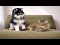 The Puppy’s Safe Room… Until the “INTRUDER” Arrived! Huskies AVOID the puppy…