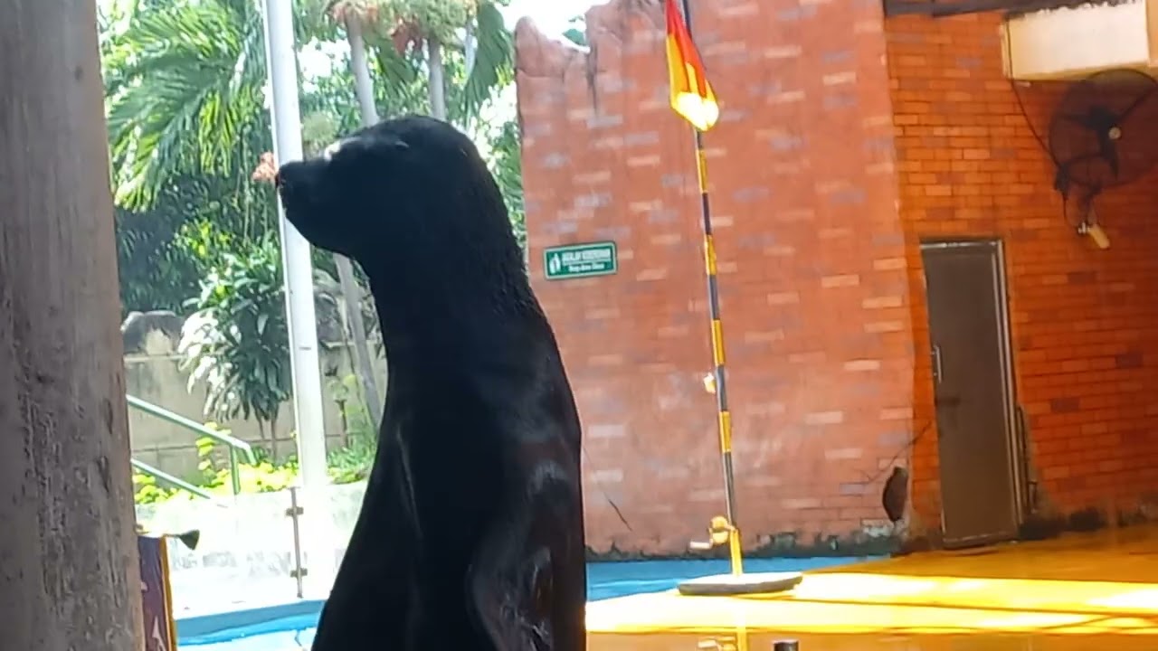 Atraksi singa laut sealion di samudra ancol seaworld