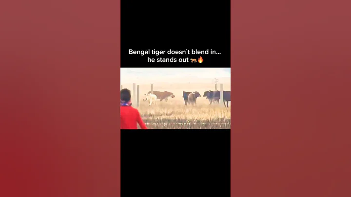 Watch the video about Bengal Tiger vs Cow