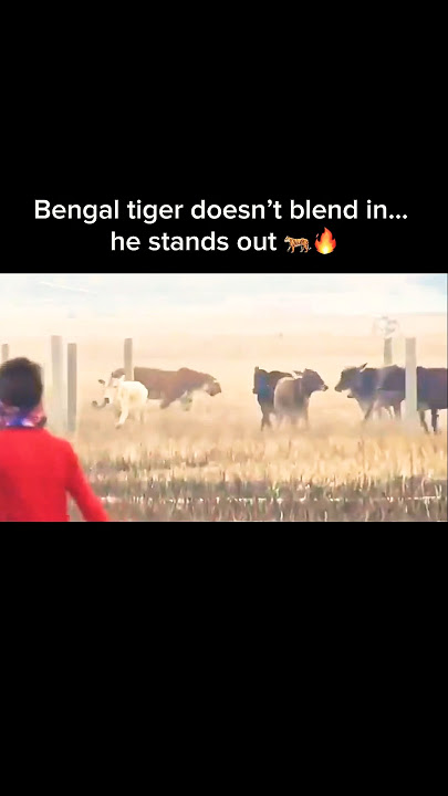 Bengal Tiger vs Cow: Size Shock