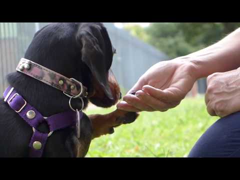 Video: Cómo Enseñarle A Un Perro Salchicha A Los Comandos