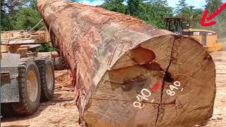 Cara wheel loader menurunkan kayu besar dari logging truck